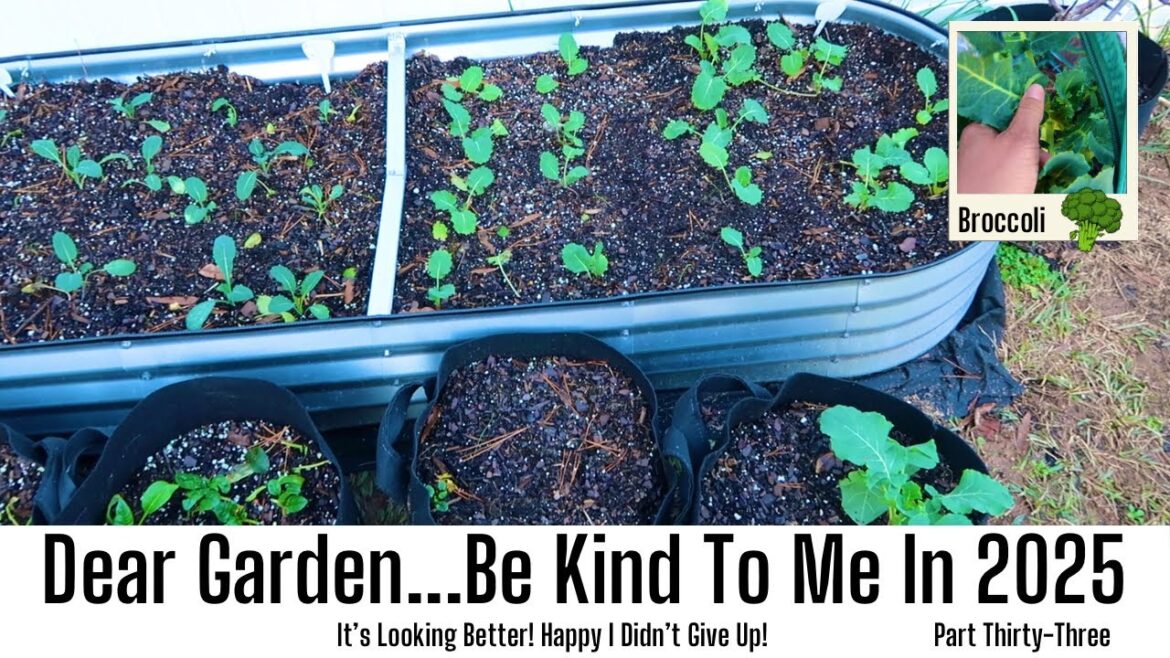 Starting 2025 In My Garden | #vegan | Growing My Own Food