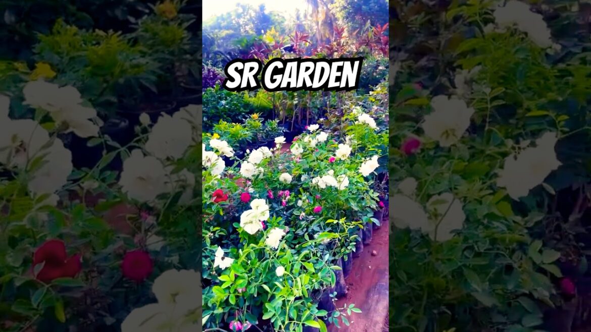SR Garden| All Types Of Garden Plants Are Available| Gardening Tips #plantparent #geranium