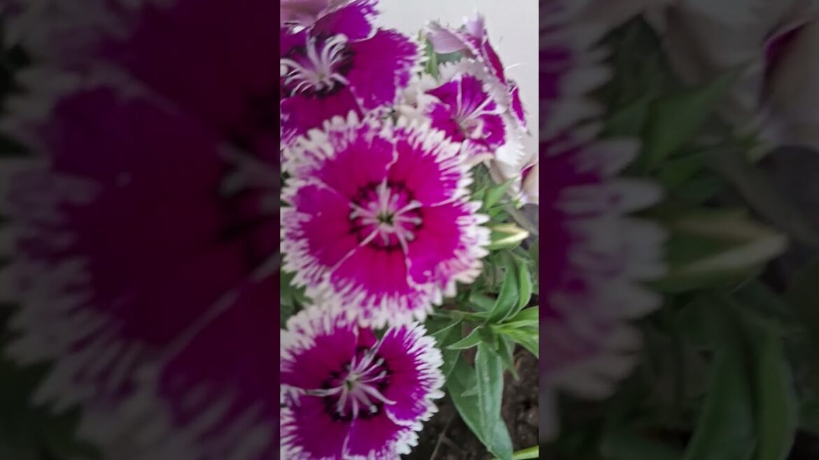 #shortsfeed #natureloverforlife #natureslover #flowers #song #viral#trends#shorts#gardening#love