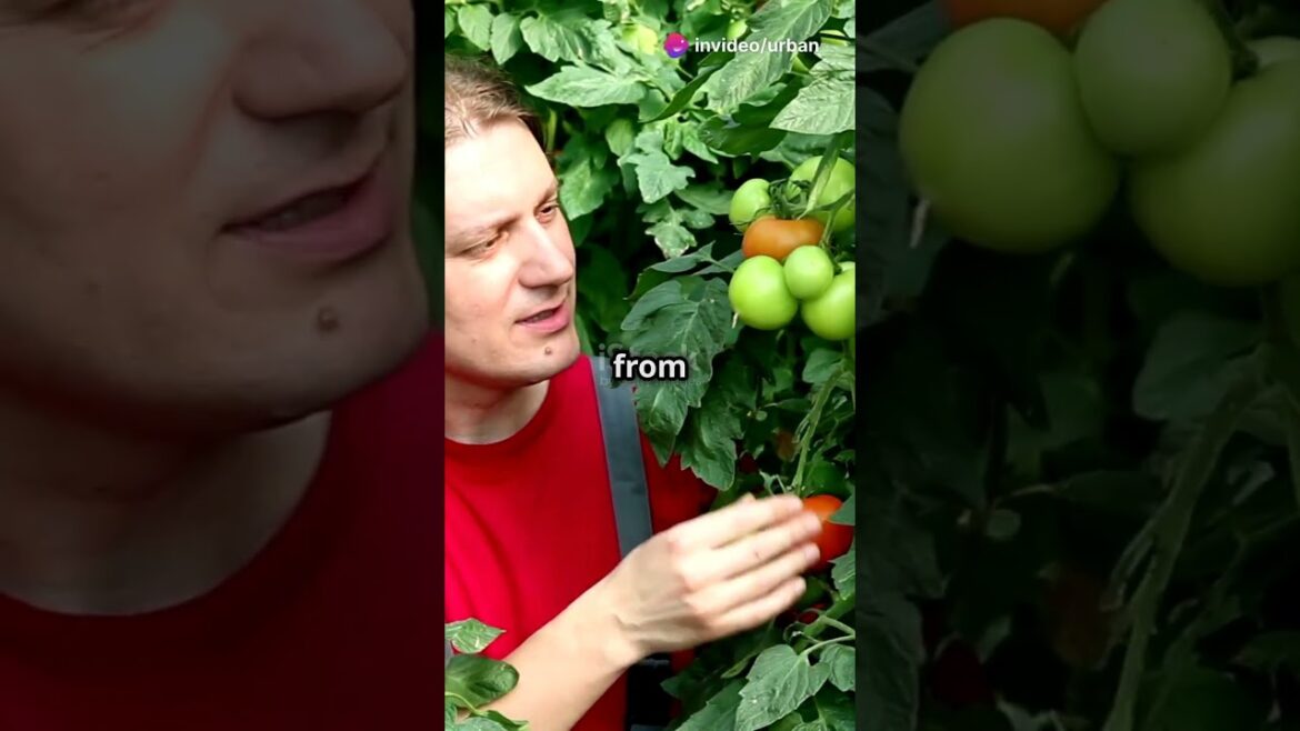 Urban Gardening: The Future of City Living