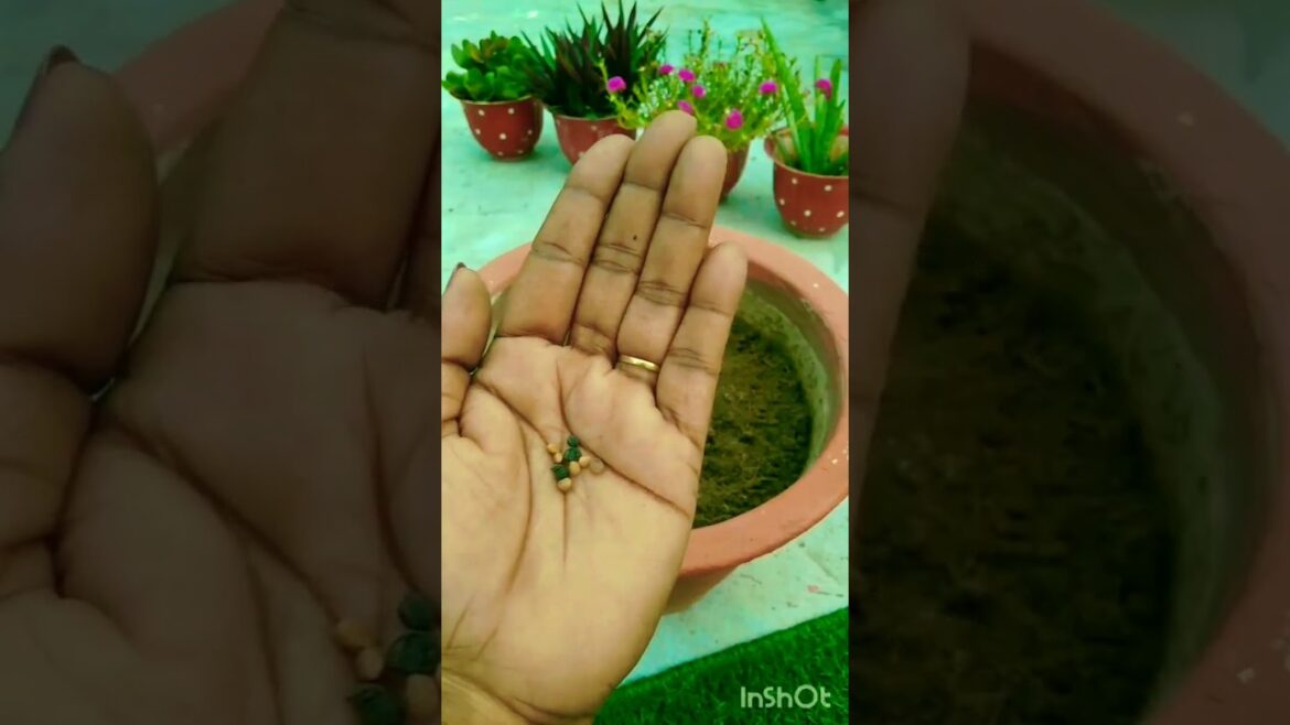 Morning Glory Seeds Result #gardenscapes #shortfeed #morningglory @Sunitakitchen10 Morning Glory Seeds Result #gardenscapes #shortfeed #morningglory @Sunitakitchen10