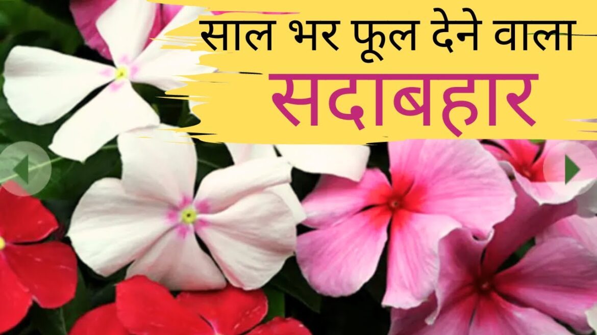 All About Vinca Plant: सालभर फूल देने वाला सदाबहार || Madagascar Periwinkle || Hybrid Vinca All About Vinca Plant: सालभर फूल देने वाला सदाबहार || Madagascar Periwinkle || Hybrid Vinca
