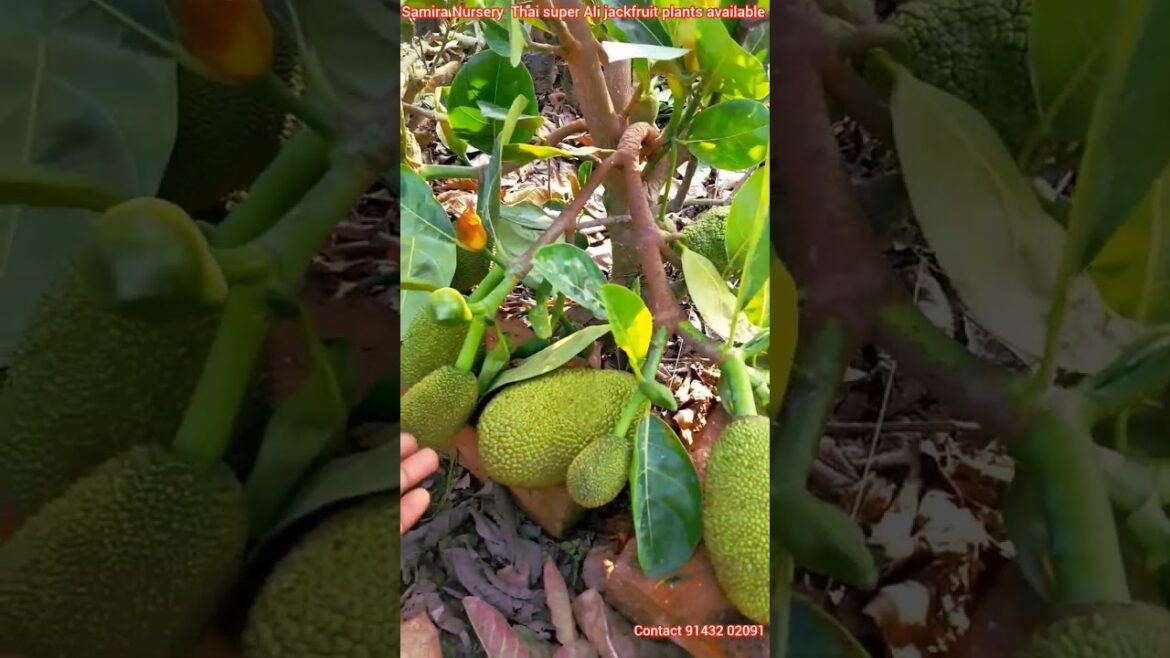 Samira Nursery Thai super Ali jackfruit plants avaible all over India supply booking 📲 91432 02091