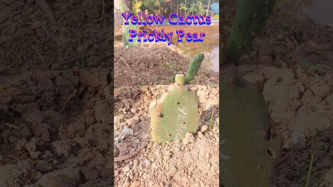 Rare Yellow & Red Edible Thornless  Cactus Prickly Pear. #pitayas #gardening #Prickly pear