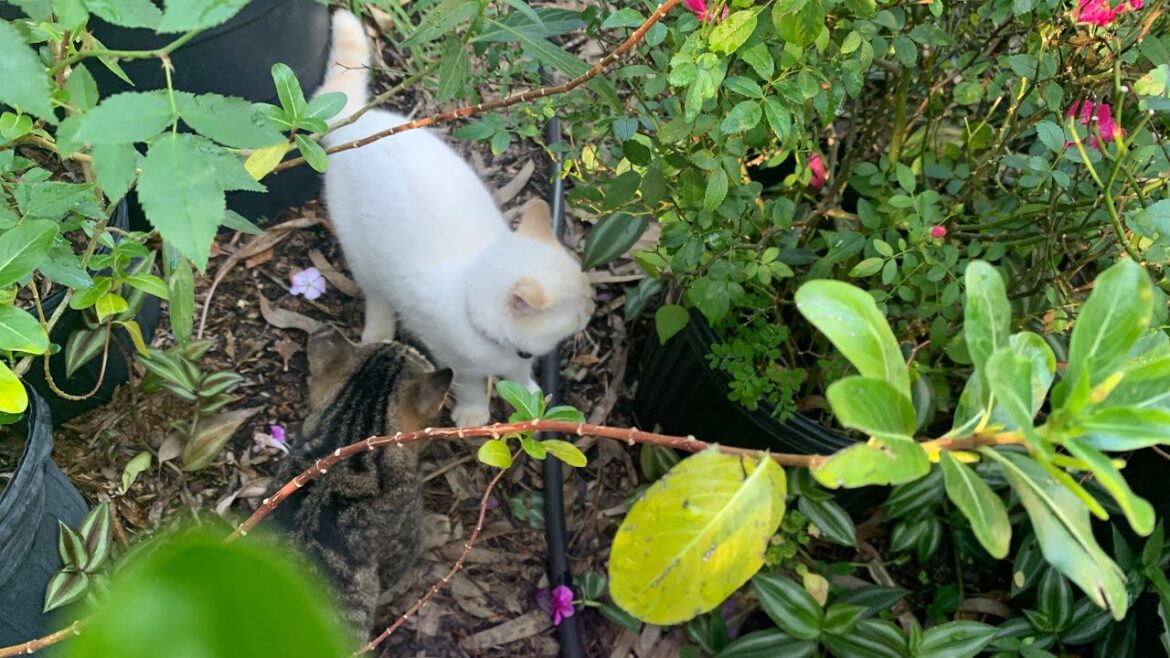 It is winter time in the backyard garden, but I’m still getting fresh fruits in the trees ￼
