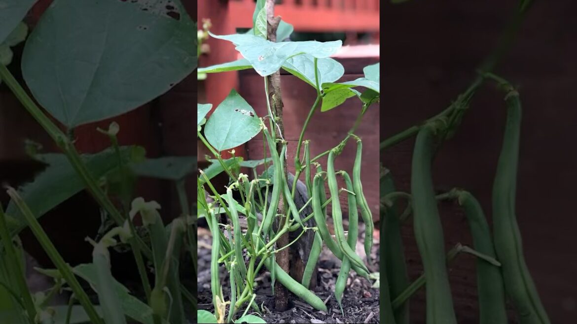 Growing green beans in container 🌱 Easy to grow! #greenbeans #america #containergardening  #shorts