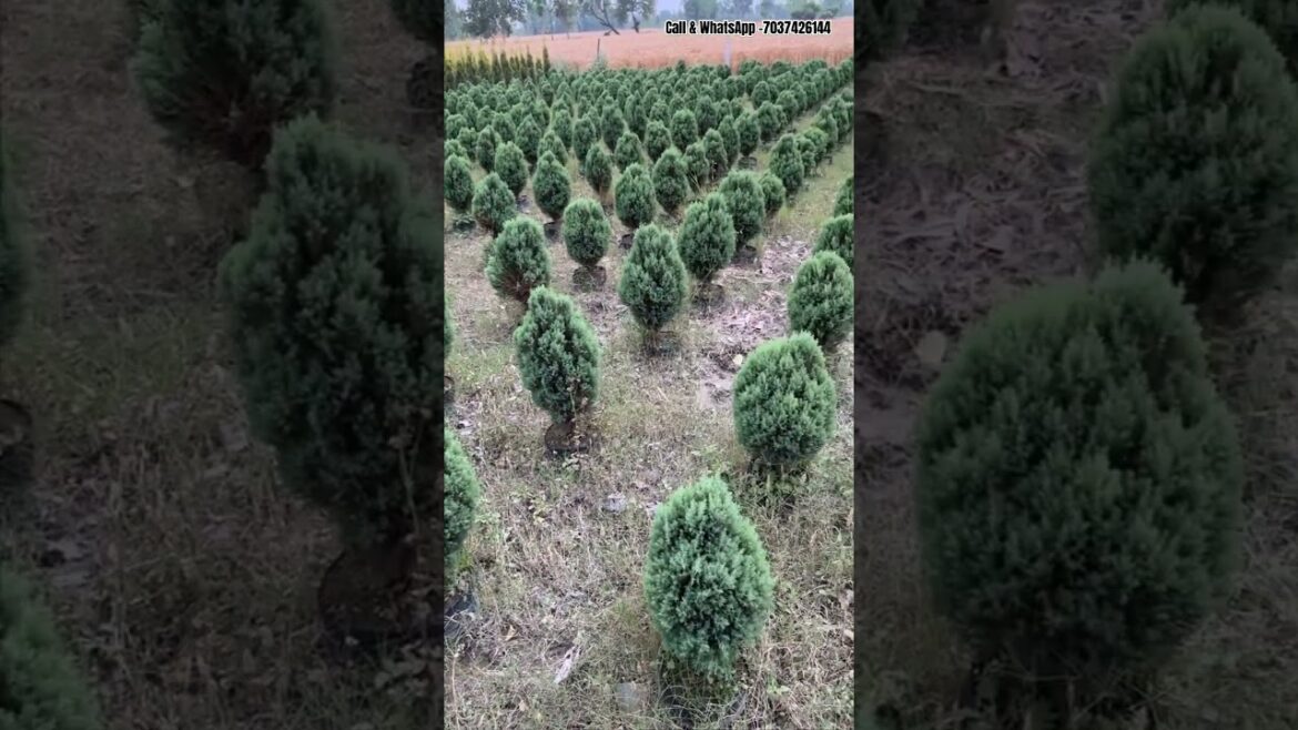 Juniperus Plant available🌱 // Supply all india 🇮🇳 // #plants #garden #shorts #trending #business Juniperus Plant available🌱 // Supply all india 🇮🇳 // #plants #garden #shorts #trending #business