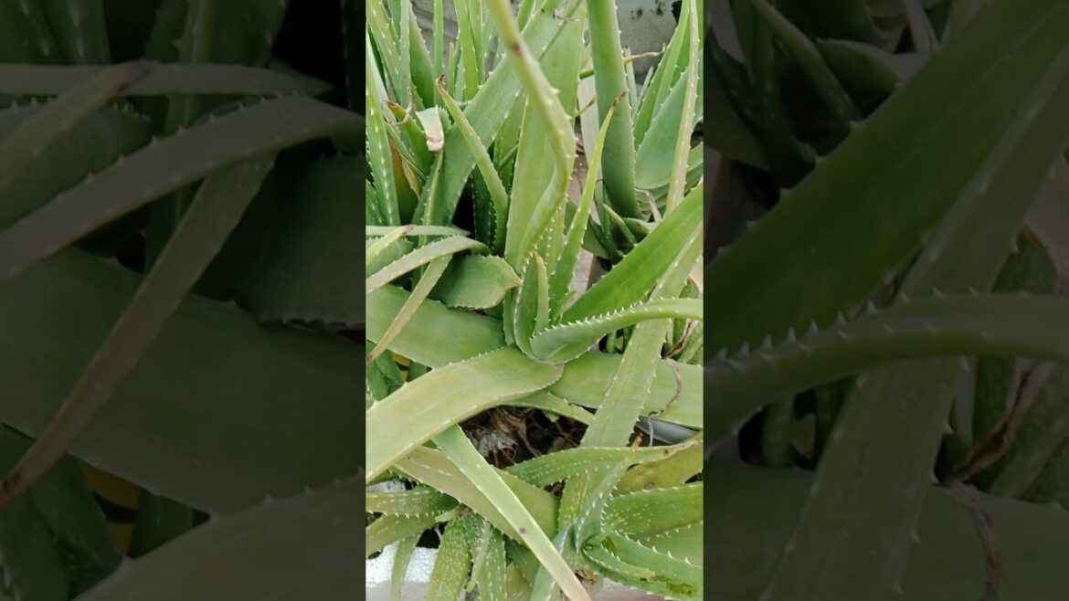 एलोवेरा कभी खराब नही होगा अब #shorts#garden#alovera #viralshorts