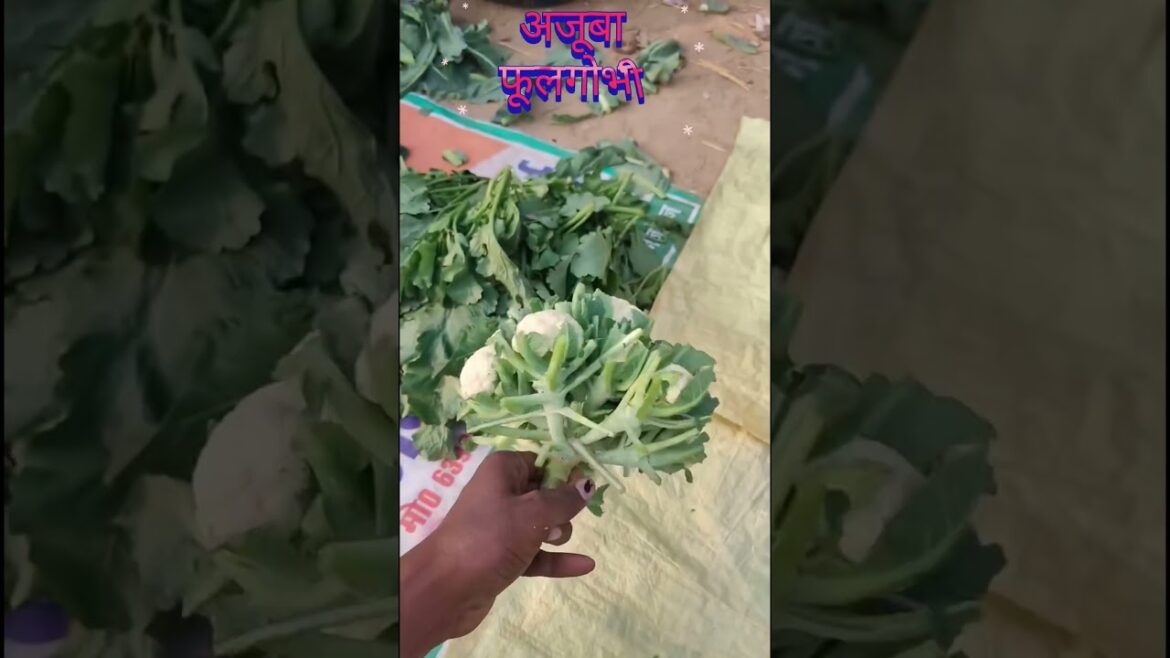 Unique vegetable #viralshorts #trandingshorts #gardeningvegetable