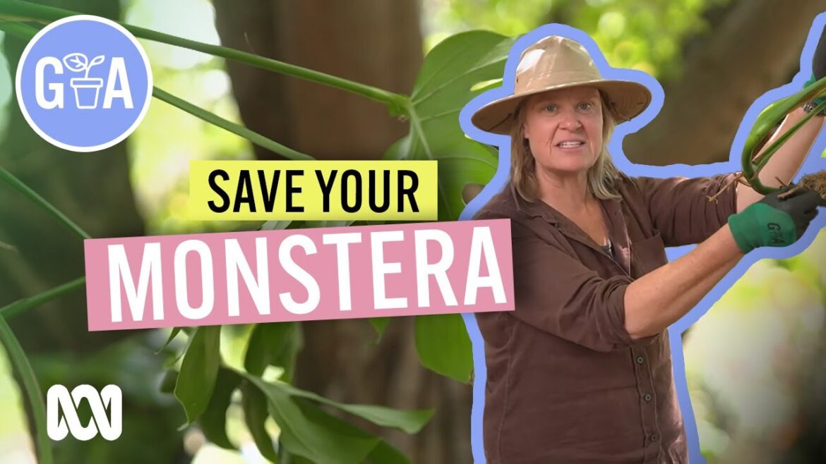 Monstera Care | Indoor Plants | Gardening Australia