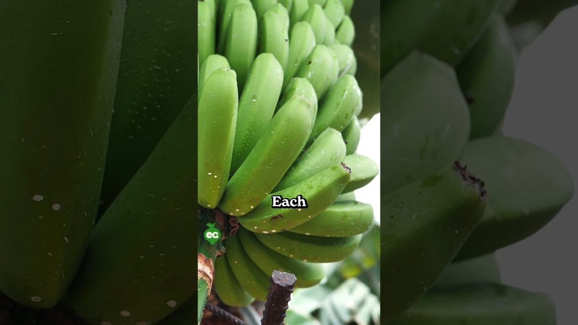 I finally grew a banana at home... 🍌