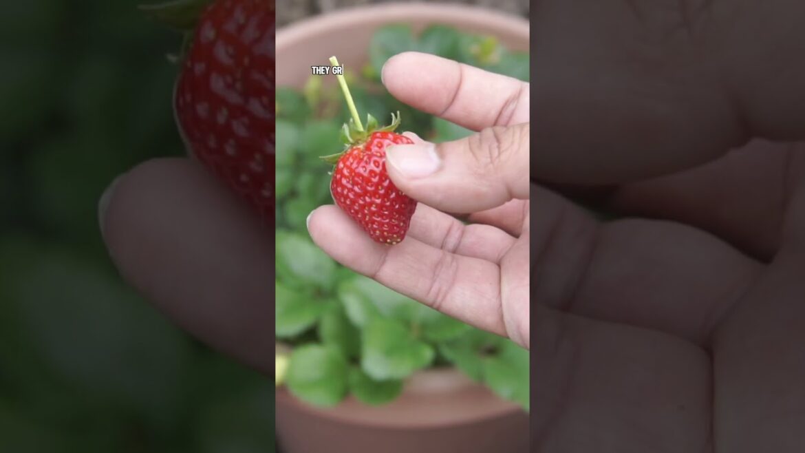 Strawberry Growing Hack: Protect Your Plants & Harvest Sweet Strawberries!