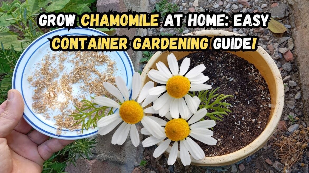 Grow Chamomile at Home: Easy Container Gardening Guide! ๐ผ #chamomile #gardening #containergardening Grow Chamomile at Home: Easy Container Gardening Guide! ๐ผ #chamomile #gardening #containergardening