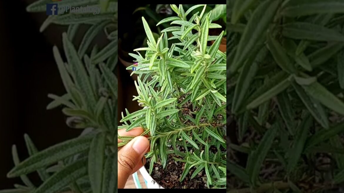 Propagate Rosemary Plant from Cuttings - Rosemary Plant Care