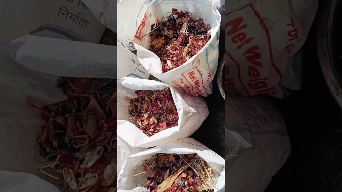 Terrace garden flower plant#gardening #terrecegarden #plants #flowers #grow  #littlelife ytshorts