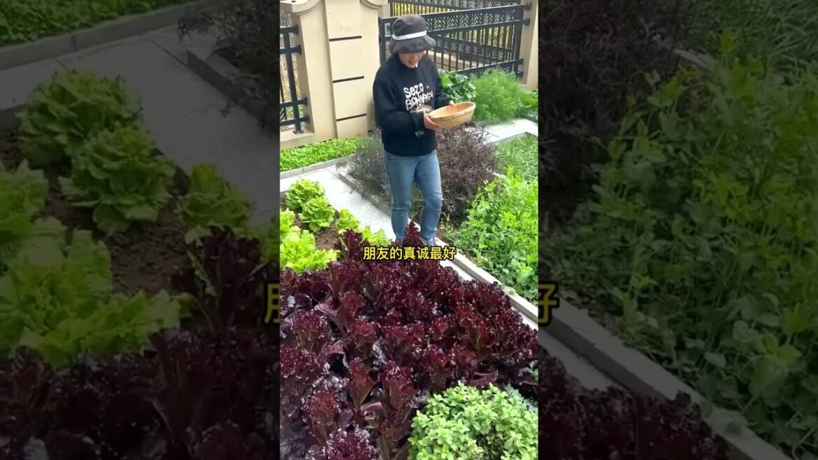 242 π₯πΊπππ #cows #agricultura #harvest #nature #farm 242 π₯πΊπππ #cows #agricultura #harvest #nature #farm