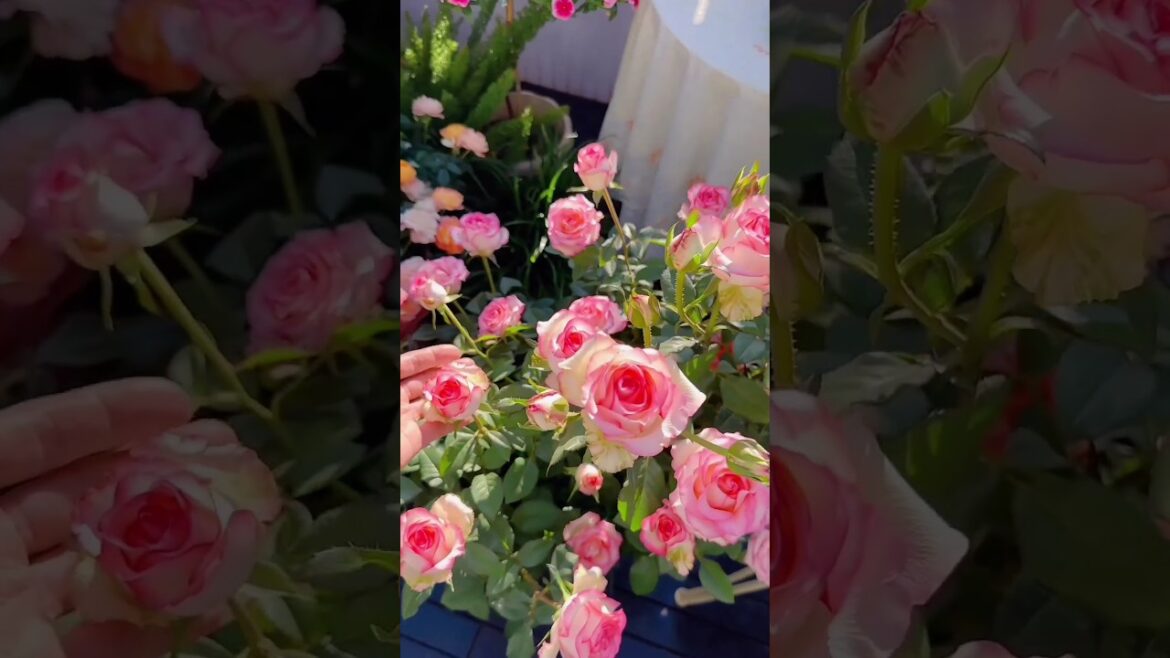 Beautiful garden Rose garden #rose #shorts #viralshorts #viral