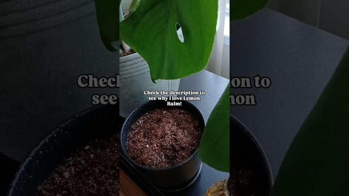 Sow Lemon Balm Seeds with me! 😊 | Container Garden | Growing Herbs