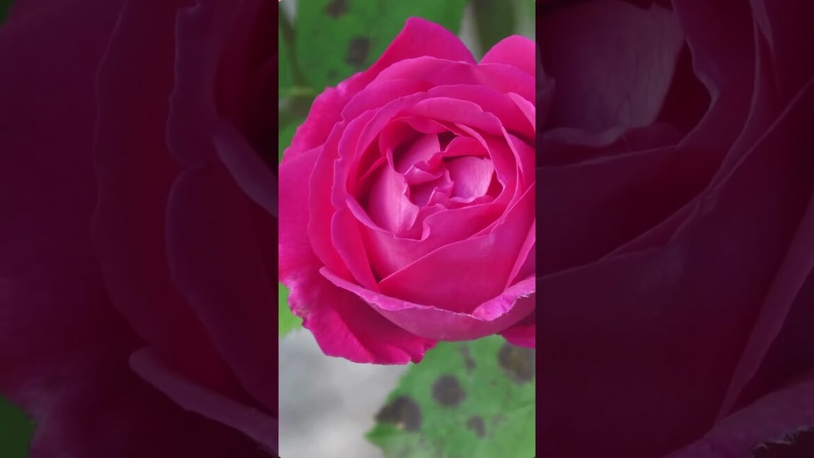Top Rose Plants | Outdoor Plants #paudhewale #outdoorplant #sale #plants #roseplants #rose #short Top Rose Plants | Outdoor Plants #paudhewale #outdoorplant #sale #plants #roseplants #rose #short