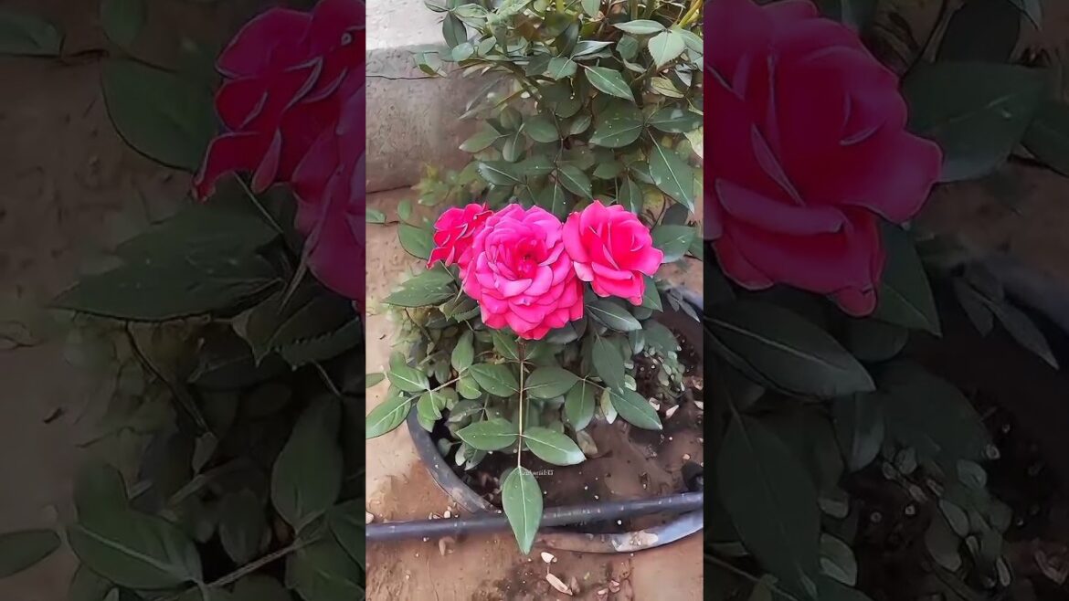Pink colour roses 💖#short#shortsmusic #pinkrose #shorts