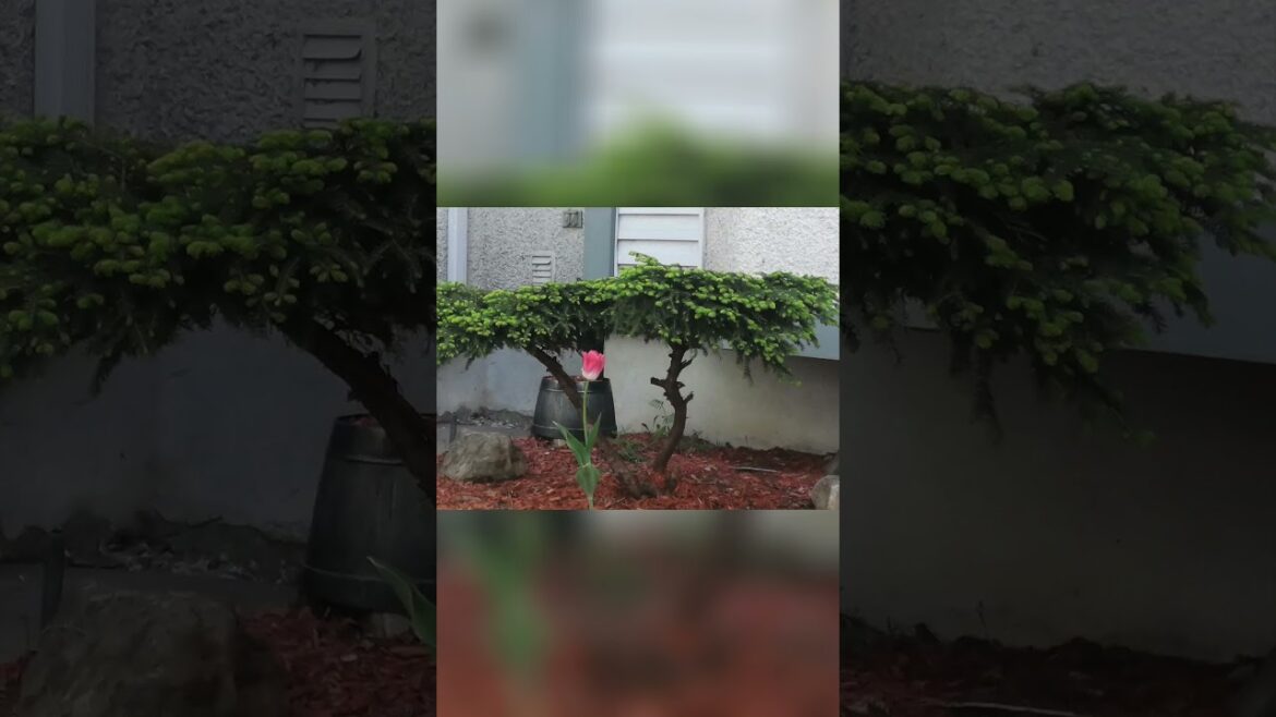 Amazing Front Yard Makeover