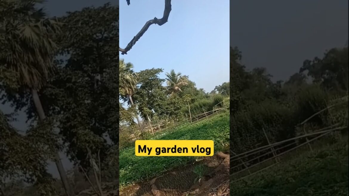 My garden vlog πΈπ· #vegetablegardening #ediblegarden #ecogardening #ediblegardening #sustainablegarde My garden vlog πΈπ· #vegetablegardening #ediblegarden #ecogardening #ediblegardening #sustainablegarde
