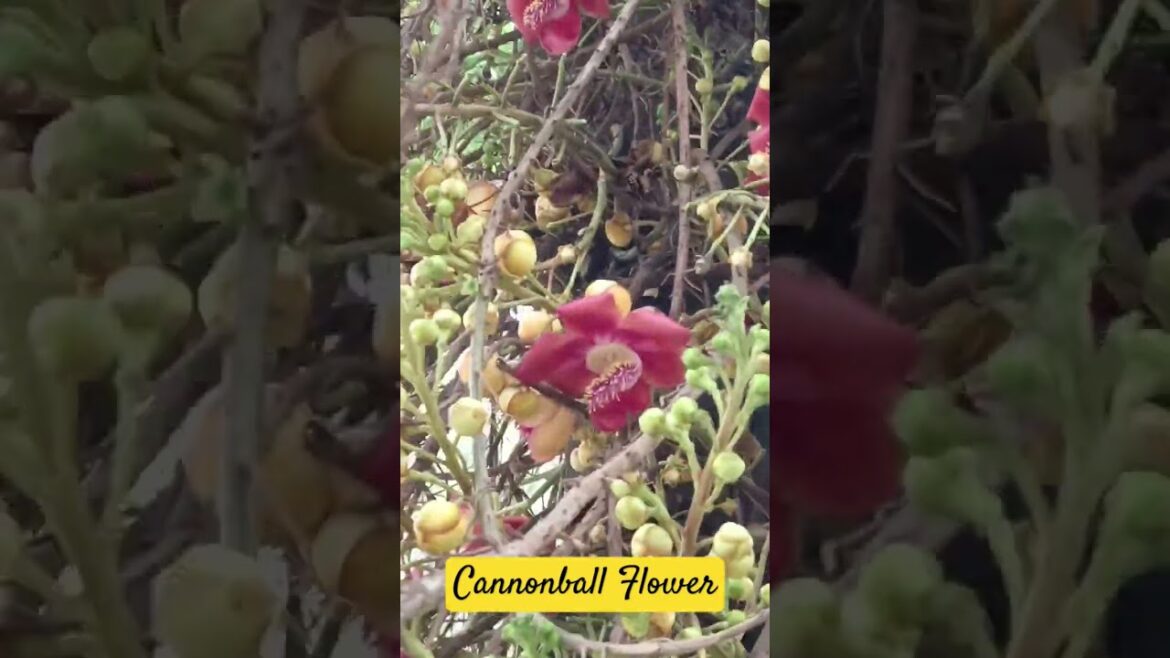 Cannonball Flower | Cannonball Tree | Lecythidaceae Family | #shortsfeed #shorts #short #flowers