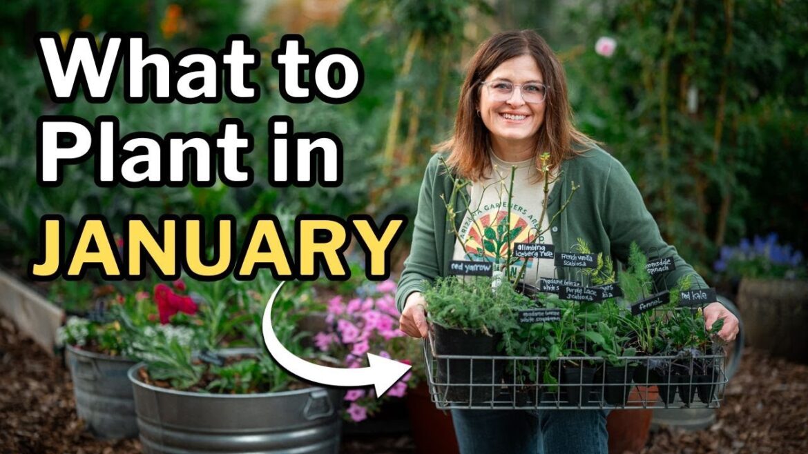 JANUARY PLANTING GUIDE: Top Veggies, Fruit Trees, Flowers & Herbs For Mild Winter Gardens JANUARY PLANTING GUIDE: Top Veggies, Fruit Trees, Flowers & Herbs For Mild Winter Gardens