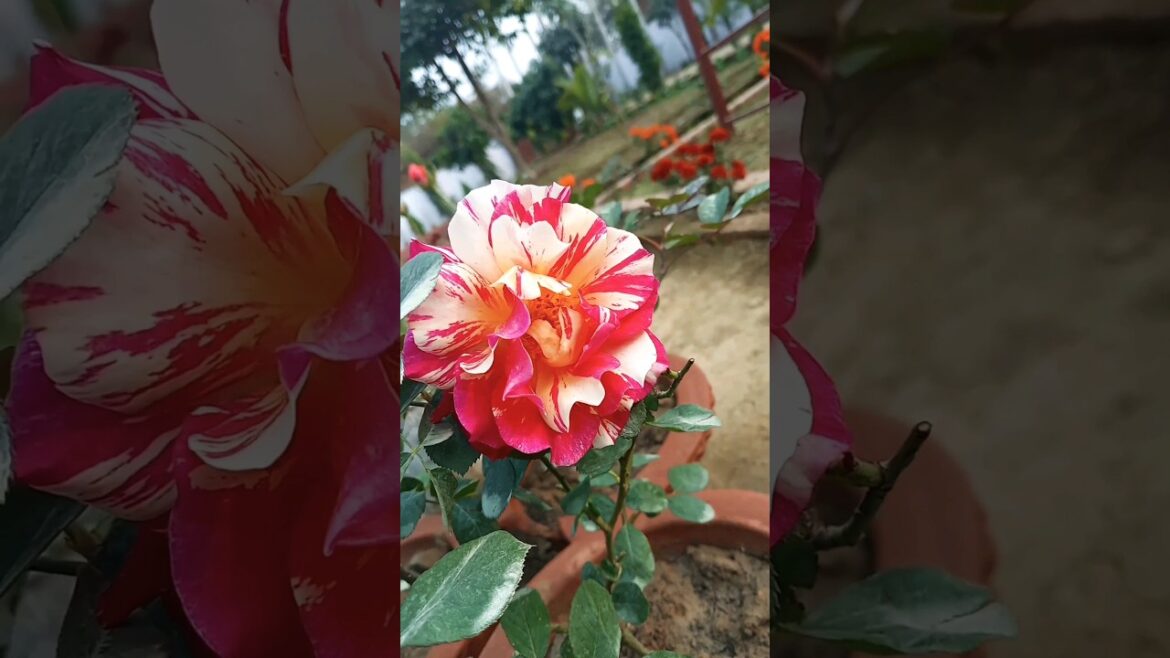 Loveli😍 Flowers 🌹show so beautiful🥰 #viral #shorts Loveli😍 Flowers 🌹show so beautiful🥰 #viral #shorts