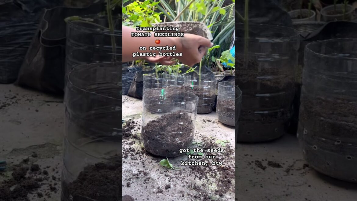 #seedlings #tomato #backyard  #garden #growyourownfood #satisfying #inspirational #plant #green #diy