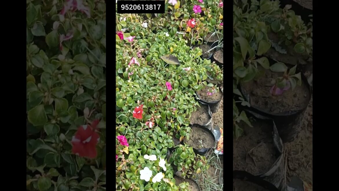 Inpation flowers plants wholesale price | All india supply | #shorts #shortsfeed #shortsbeta #garden Inpation flowers plants wholesale price | All india supply | #shorts #shortsfeed #shortsbeta #garden