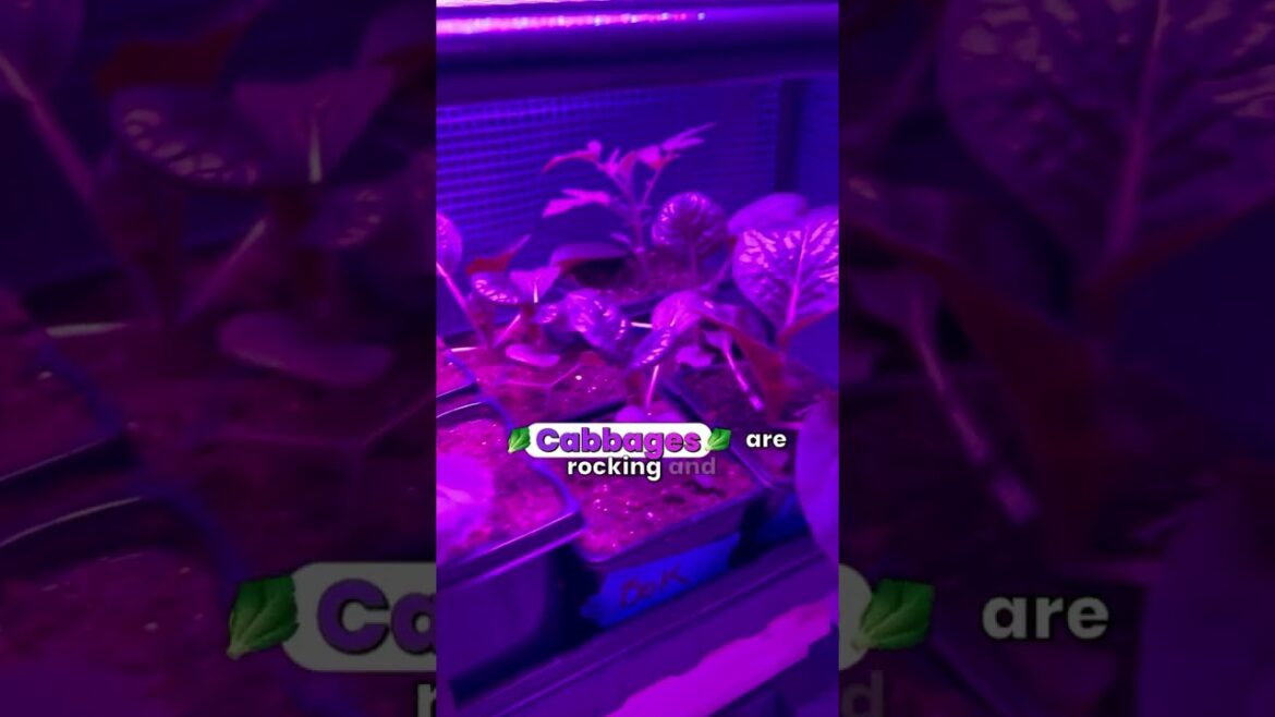 Friday indoor gardening update #garden #GardeningTips #GrowYourOwnFood #gardenlife