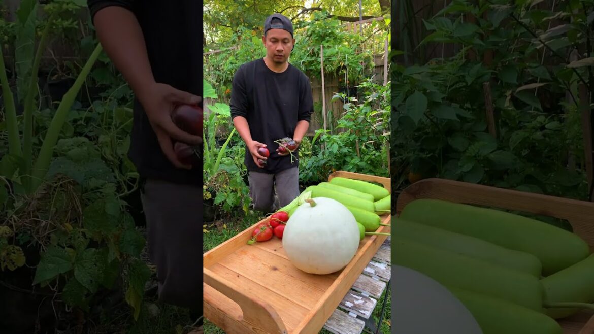 October ASMR Garden Grocery