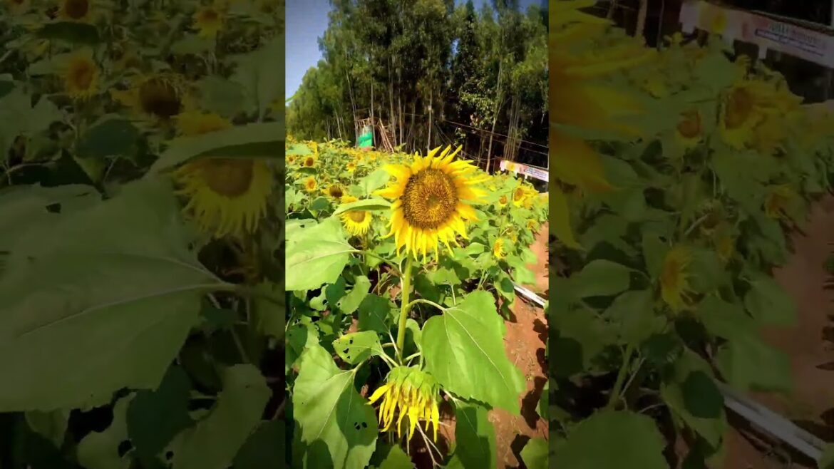 Grow SUNFLOWERS from Seed - 30 DAYS #youtubeshorts #Thiruvananthapuram #sunflower farm #viralshort