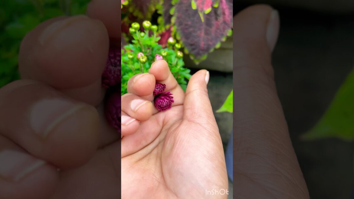 Beautiful Guldaudi blooming stage #gardening #flowers #youtubeshorts