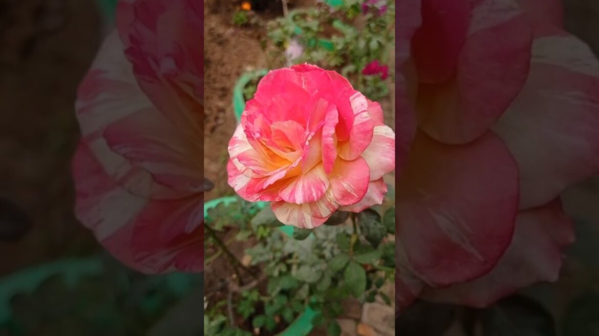 Phool/Gulab/Rose🌹❤️#ytshorts #shorts #viral #gardenflowers Phool/Gulab/Rose🌹❤️#ytshorts #shorts #viral #gardenflowers