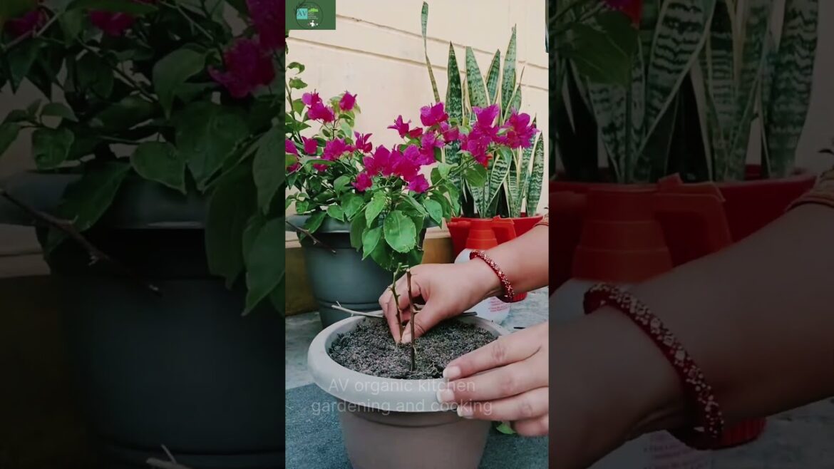 How to grow Bougainvillea in pot #garden #gardenliving #gardening #containergarden #raisedplanters