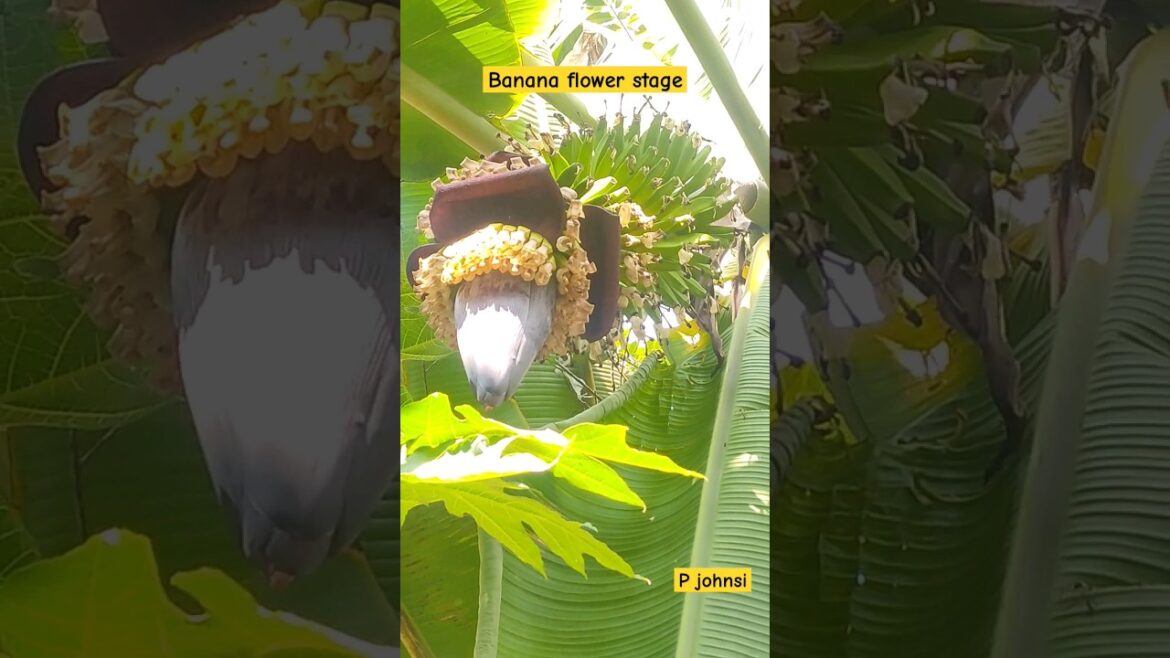 Banana Flowering in Backyard Garden | #shorts #bananaflower #bananaplant