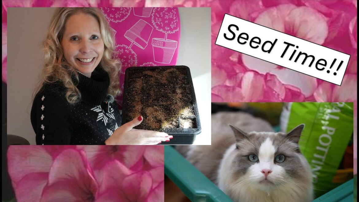 Planting Maverick Geranium Seeds Planting Maverick Geranium Seeds