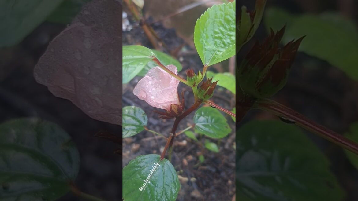 Little rosella plant is already blooming | #Container #gardening #garden #rosella #roselle #flower Little rosella plant is already blooming | #Container #gardening #garden #rosella #roselle #flower