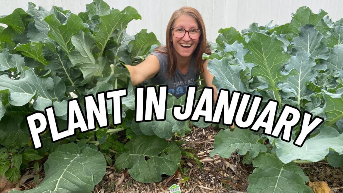 25 Awesome Veggies You Can Plant in January: January Growing Guide 25 Awesome Veggies You Can Plant in January: January Growing Guide