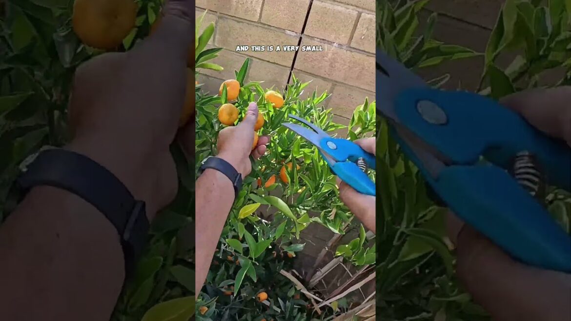 "Growing and Harvesting Kishu Mandarins: Sweet & Easy!"