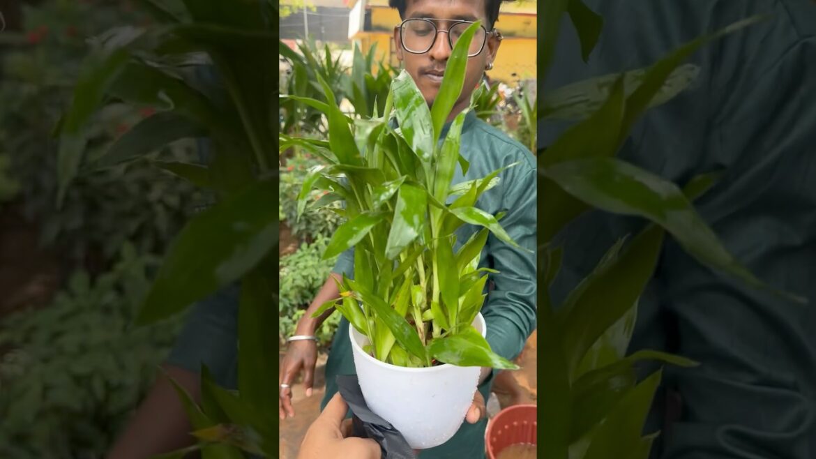 ￼ lucky bamboo plant, positive energy, vibration #2024 #gardenplants #gardening