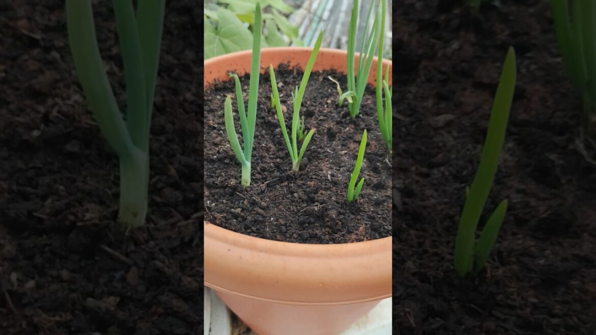 🔥😲How to😱 Grow Spring Onions at Home: Easy Tips for a Fresh Harvest#organicgardening #shorts
