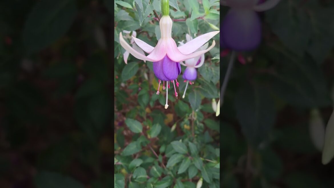 Colourful Autumn Delta’s Sarah Hardy Fuchsia flowers. #fuchsia #deltasarah #flowers #garden #shorts Colourful Autumn Delta's Sarah Hardy Fuchsia flowers. #fuchsia #deltasarah #flowers #garden #shorts