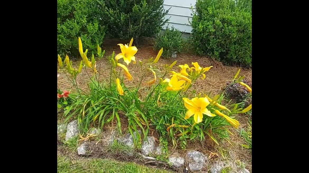Adding red to my front yard garden