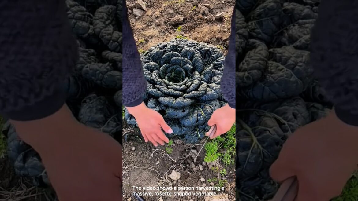 Giant vegetable harvest