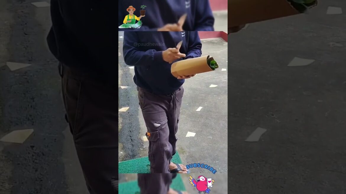 Paudhewale™ – Unboxing Live plant – Home delivery across India – Buy plants online. #shorts #feed Paudhewale™ - Unboxing Live plant - Home delivery across India - Buy plants online. #shorts #feed