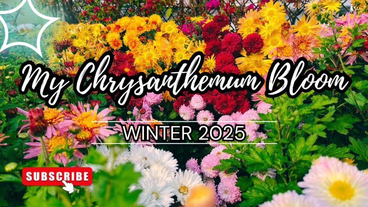Winter’s Hottest Chrysanthemum Bloom Trends Revealed for 2025! Winter's Hottest Chrysanthemum Bloom Trends Revealed for 2025!