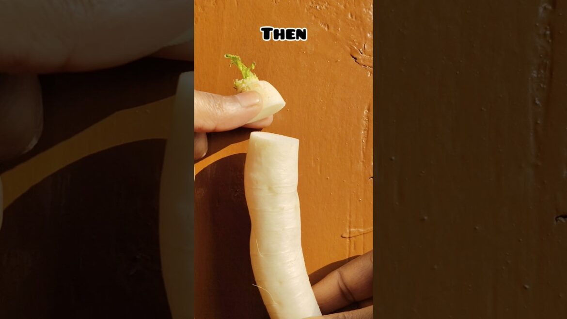 Grow radish from radish 😉🌱/.  #shorts #ytshorts #garden #gardening #vegetables